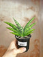 Sansevieria 'Gojo' 4"