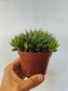 Haworthia cooperi 4"