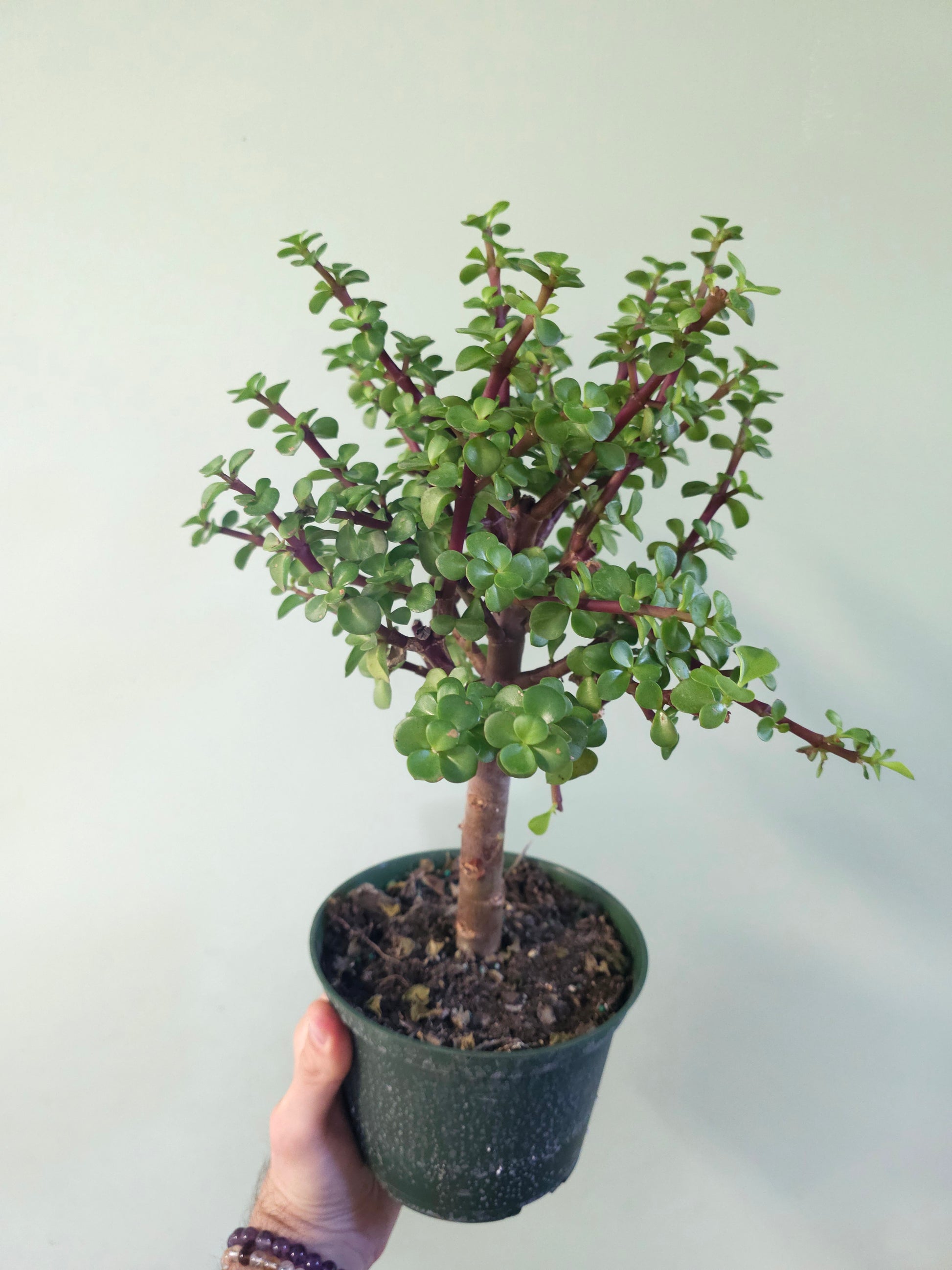Portulacaria afra "Jade Bonsai" 6"  Quartz Botanicals