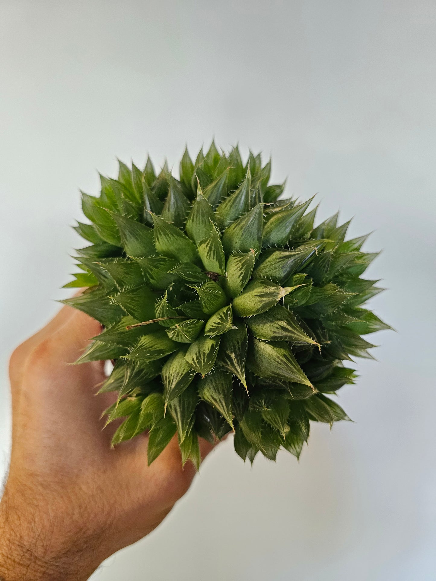 Haworthia cooperi 4"