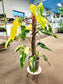 SAAM Auction - XXL Variegated Philodendron Domesticum