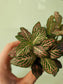 Fittonia albivenis 'Pink' Nerve Plant 2.5"
