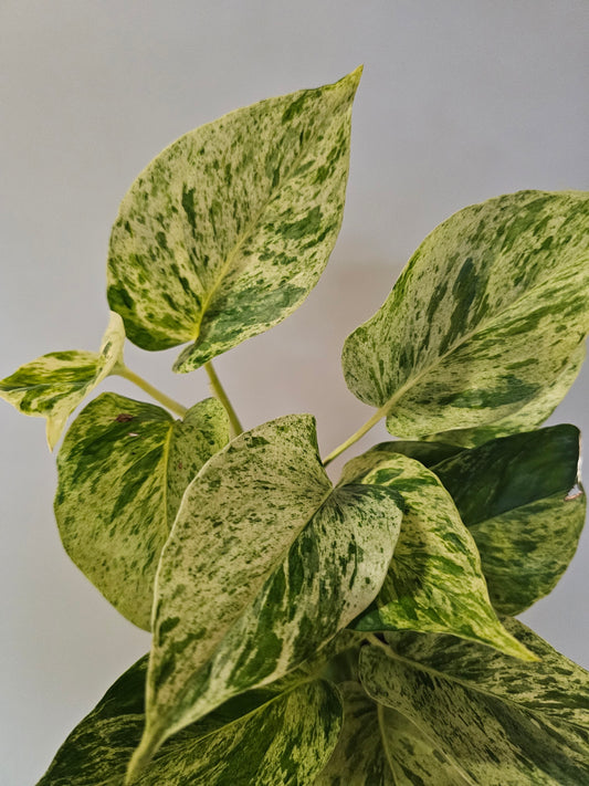 Epipremnum aureum 'Snow Queen' Pothos 4"