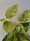 Epipremnum aureum 'Snow Queen' Pothos 4"