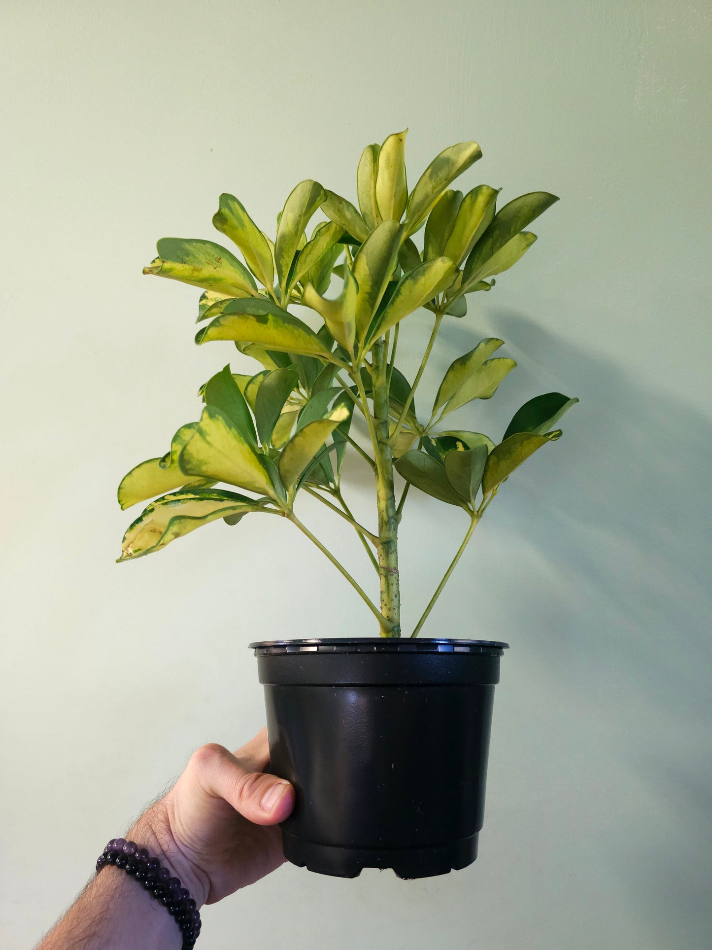 Schefflera arboricola 'Gold Capella' 6"