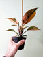 Philodendron 'Rojo Congo' Variegated 4"