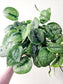 Scindapsus pictus 'Silver Splash' 6”