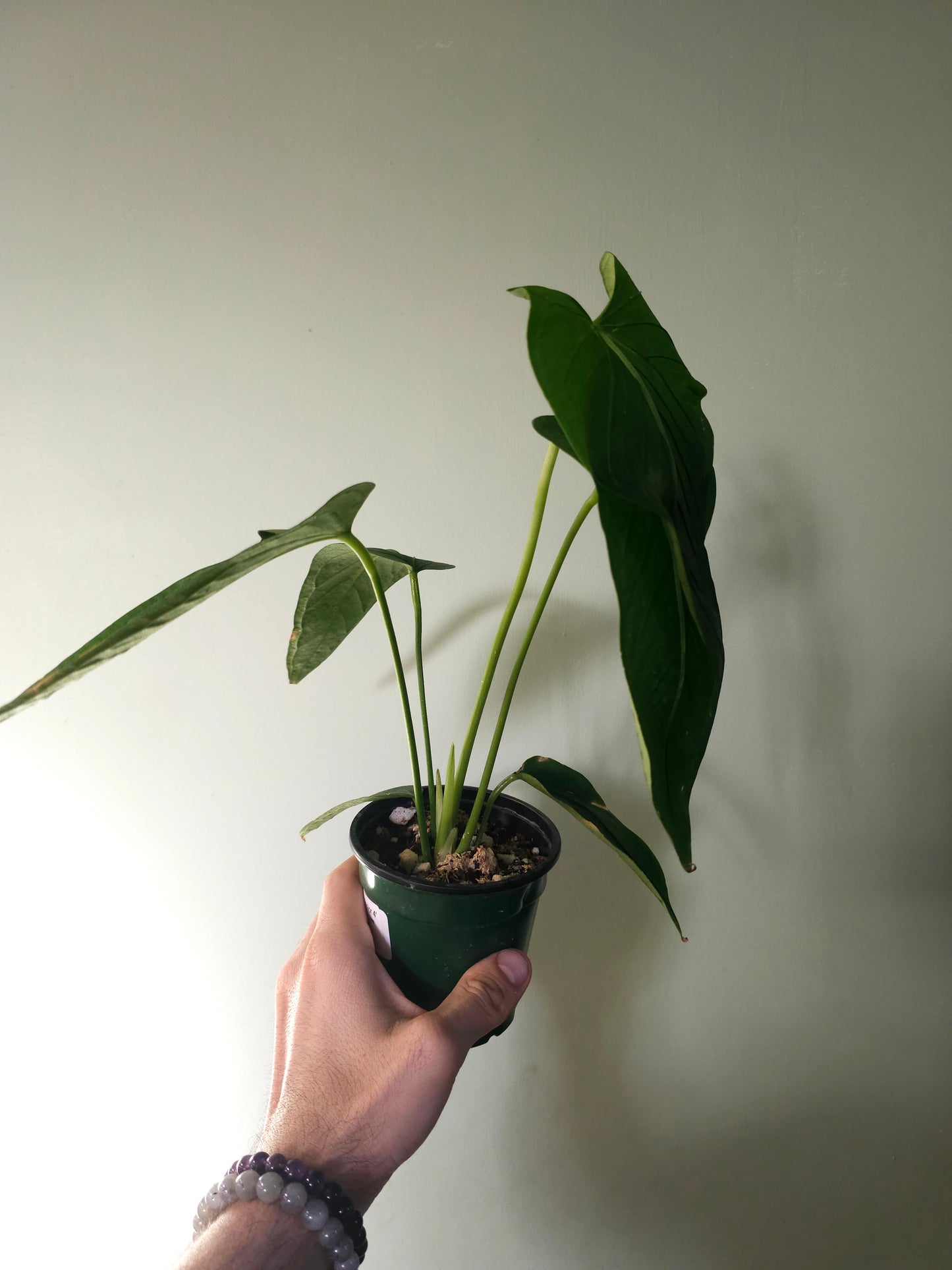 Anthurium versicolor 4"