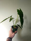 Anthurium versicolor 4"