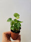 Fatsia japonica "Treestar Plant" 2"