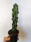Cereus peruvianus v. monstrose 4"