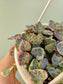 Ceropegia woodii "Variegated String of Hearts" 4.5" HB
