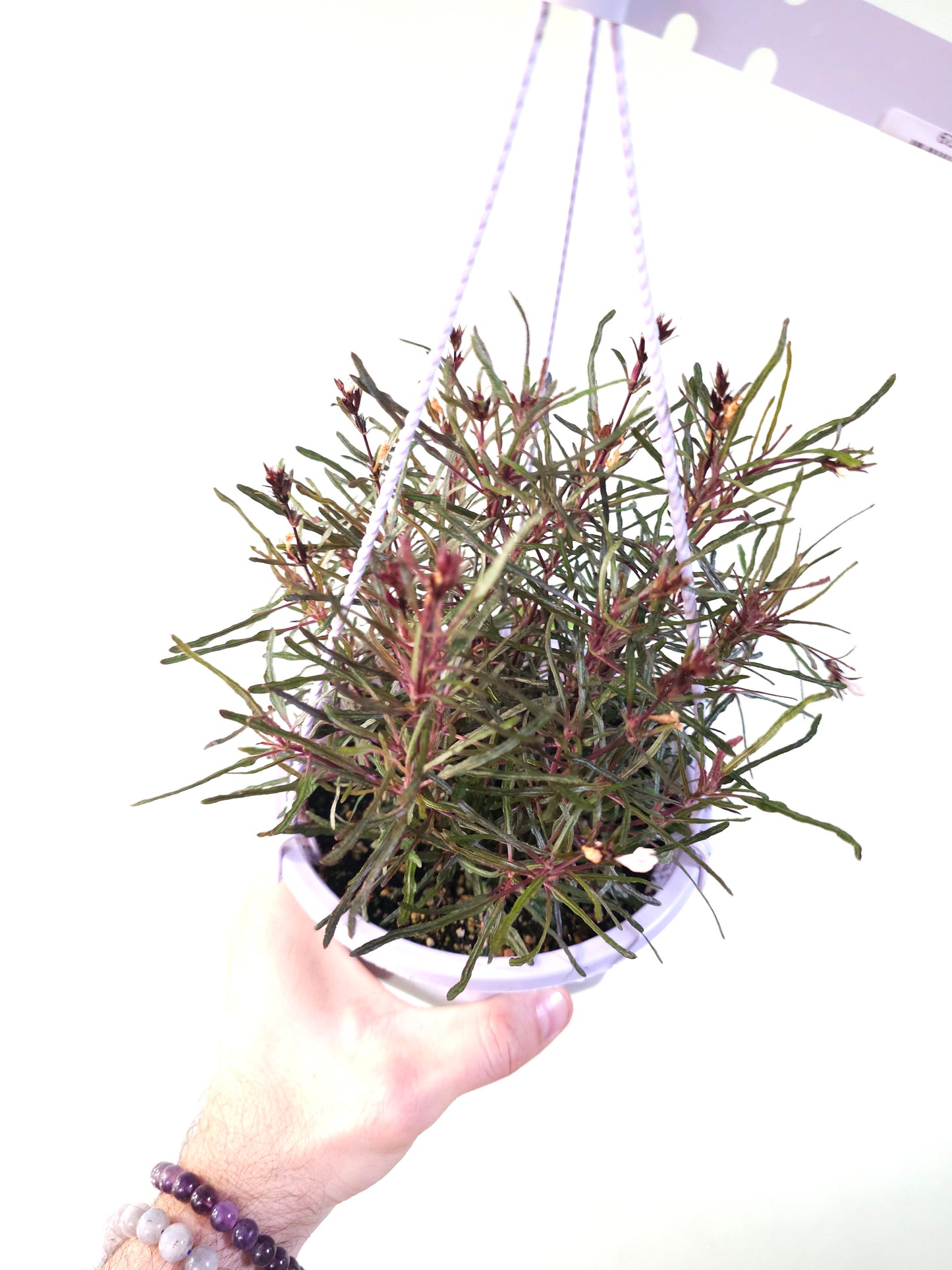 Hemigraphis repanda 'Dragon's Breath' 6" HB