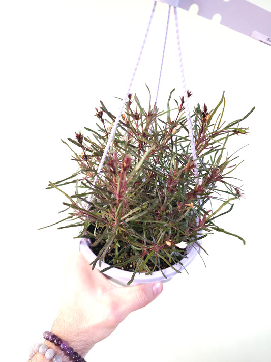 Hemigraphis repanda 'Dragon's Breath' 6" HB