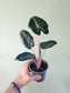 Alocasia 'Pink Dragon' 4"