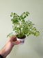 Pilea microphylla 'Variegata' Tricolor Artillery/Confetti Fern 2.5"