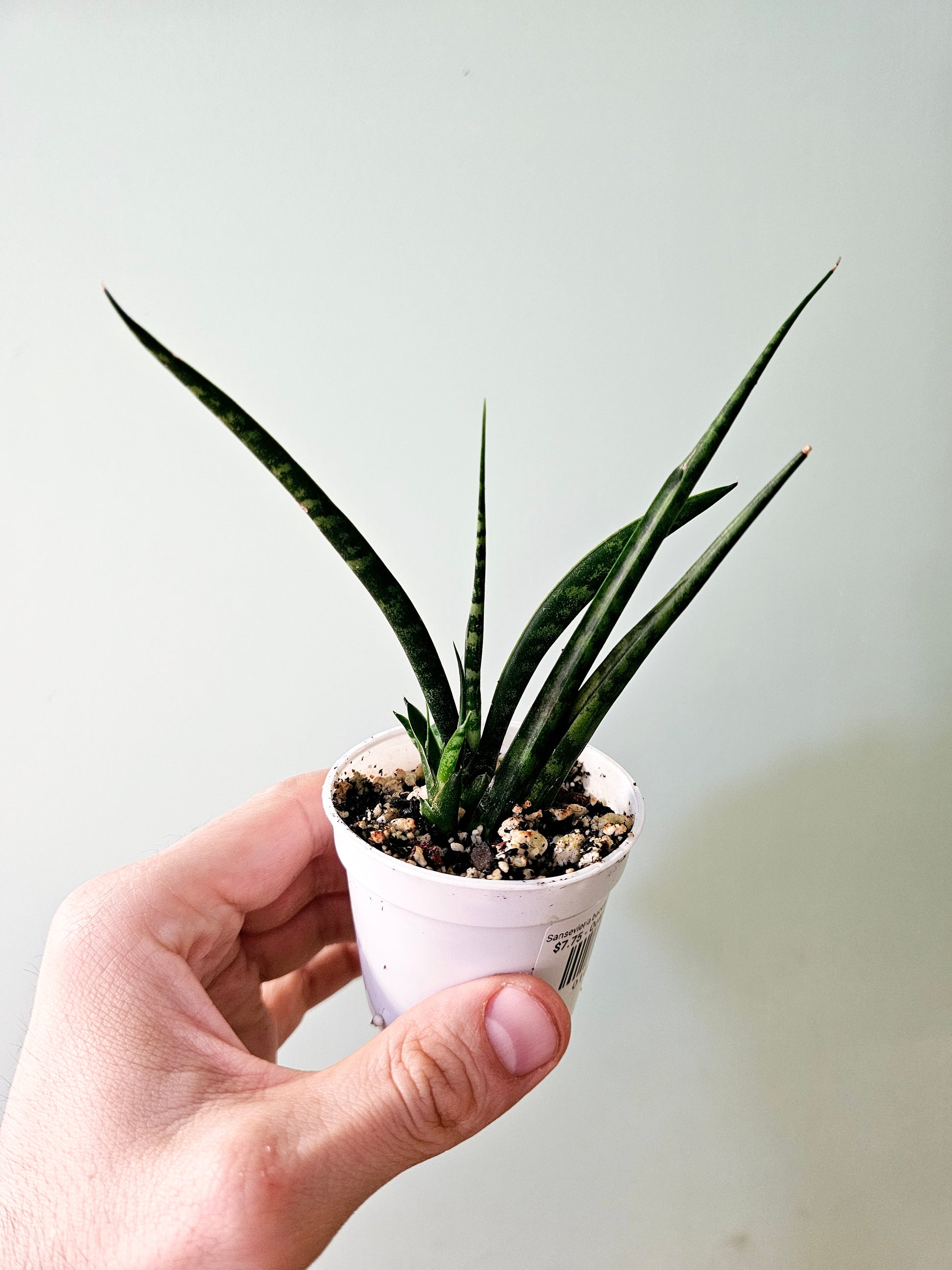 sansevieria bacularis fernwood Sansevieria bacularis 'Fernwood Mikado' 2.5"