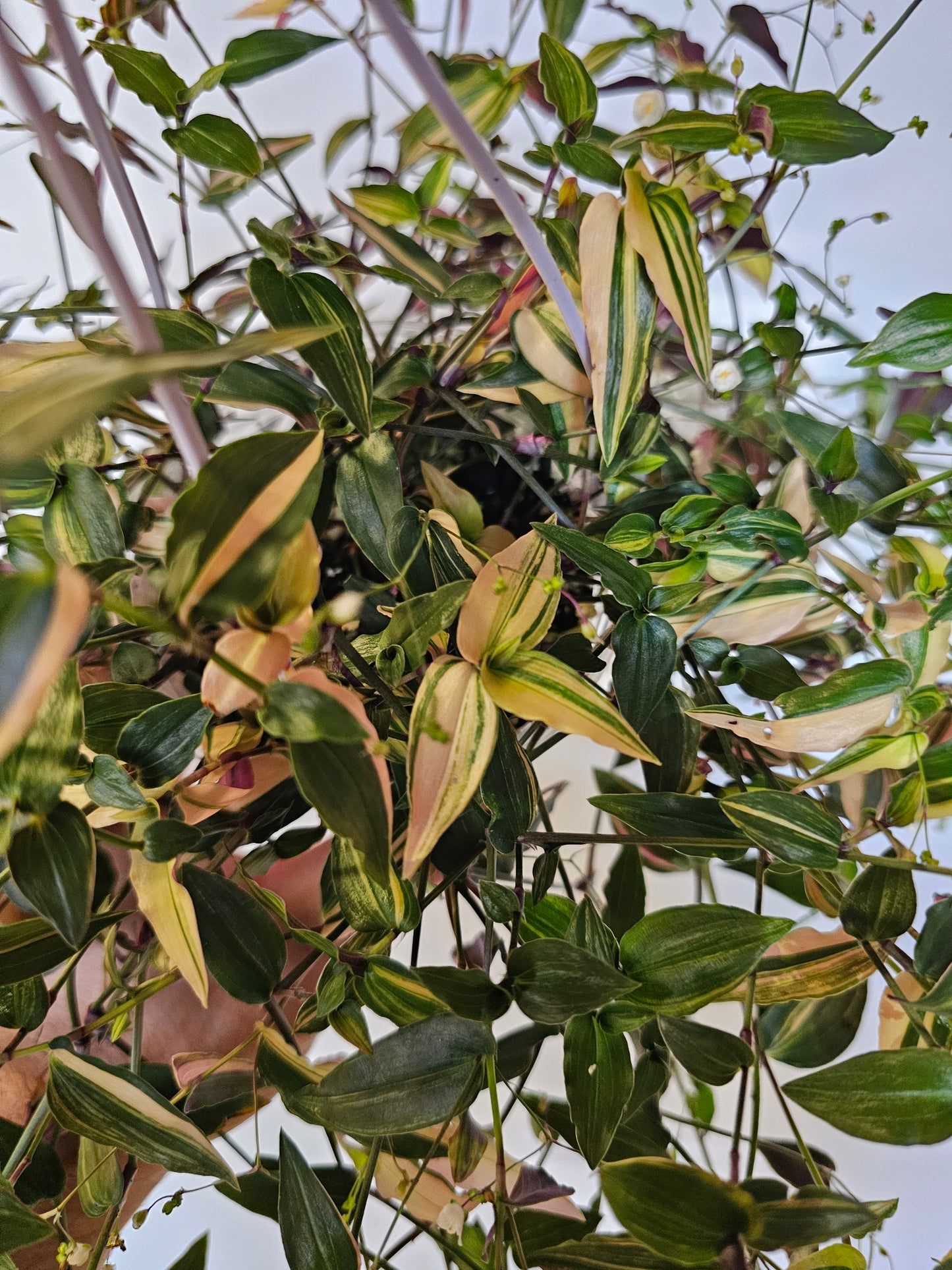 Gibasis pellucida 'Tricolor' "Variegated Bridal Veil" 4" HB