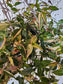 Gibasis pellucida 'Tricolor' "Variegated Bridal Veil" 4" HB