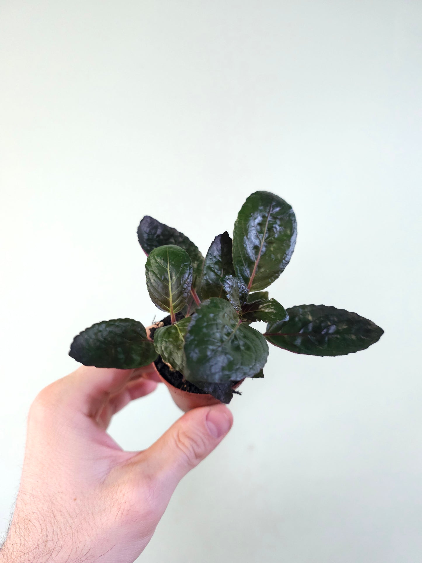Hemigraphis alternata 'Purple Waffle' 2"