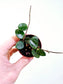 Hoya 'Mathilde' 2"