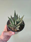 Gasteraloe 'Savannah' 4"