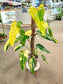 SAAM Auction - XXL Variegated Philodendron Domesticum
