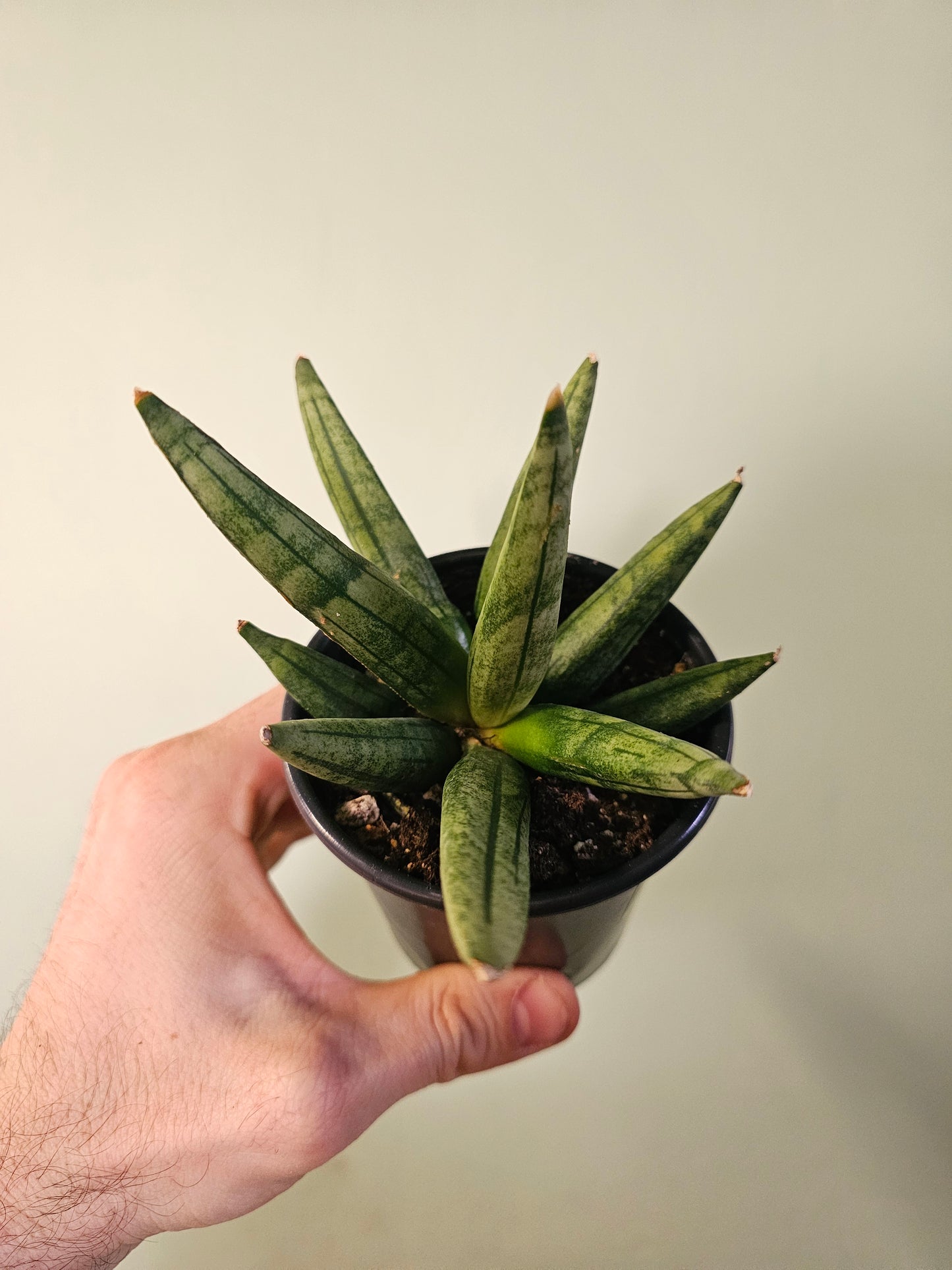 Sansevieria 'Hedgehog' 3.5"