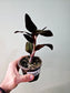 Ludisia discolor "Black Jewel Orchid" 4"