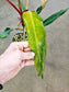 SAAM Auction - Philodendron Orange Marmalade Narrow Form 6"