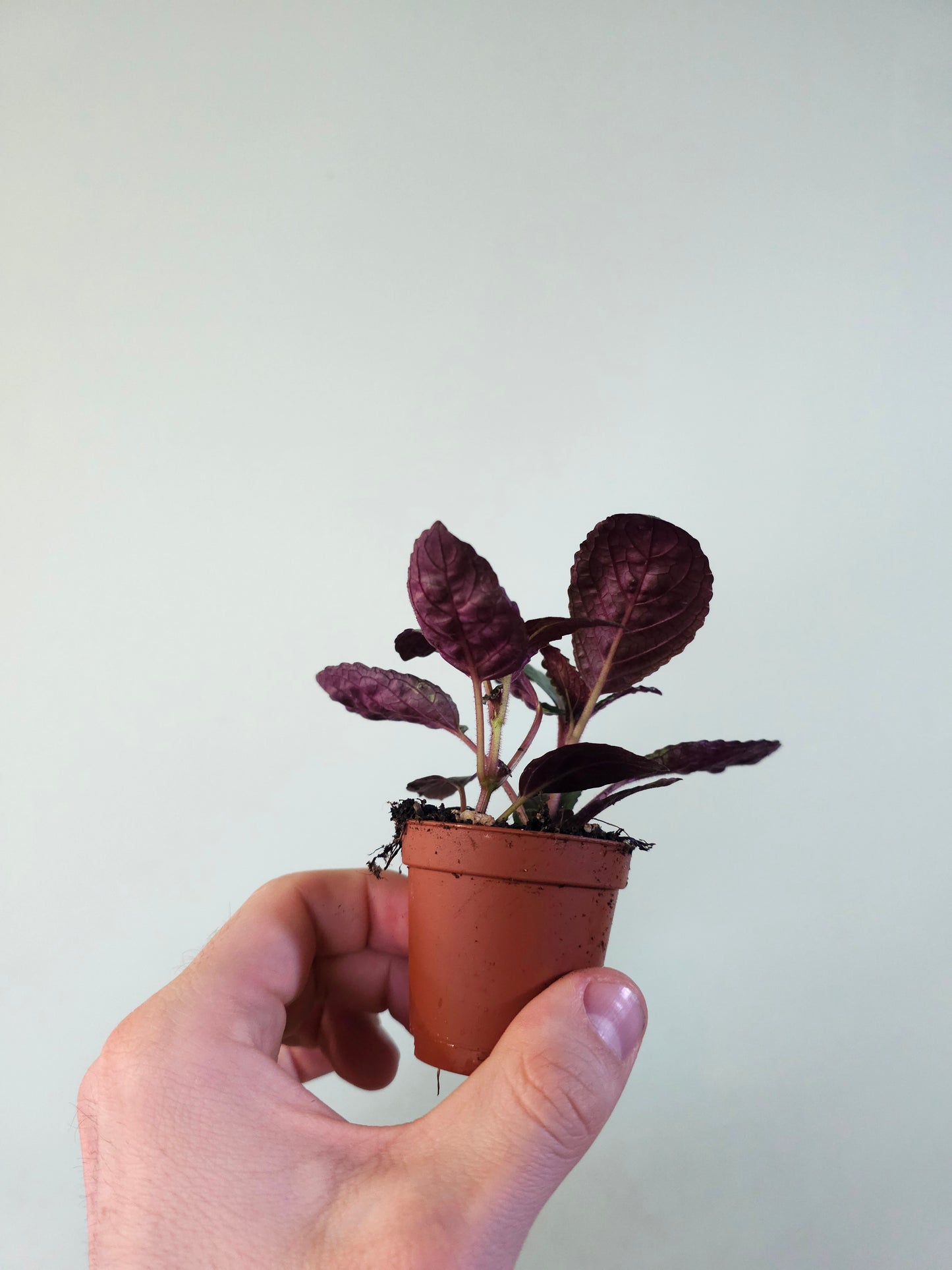 Hemigraphis alternata 'Purple Waffle' 2"