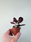Hemigraphis alternata 'Purple Waffle' 2"