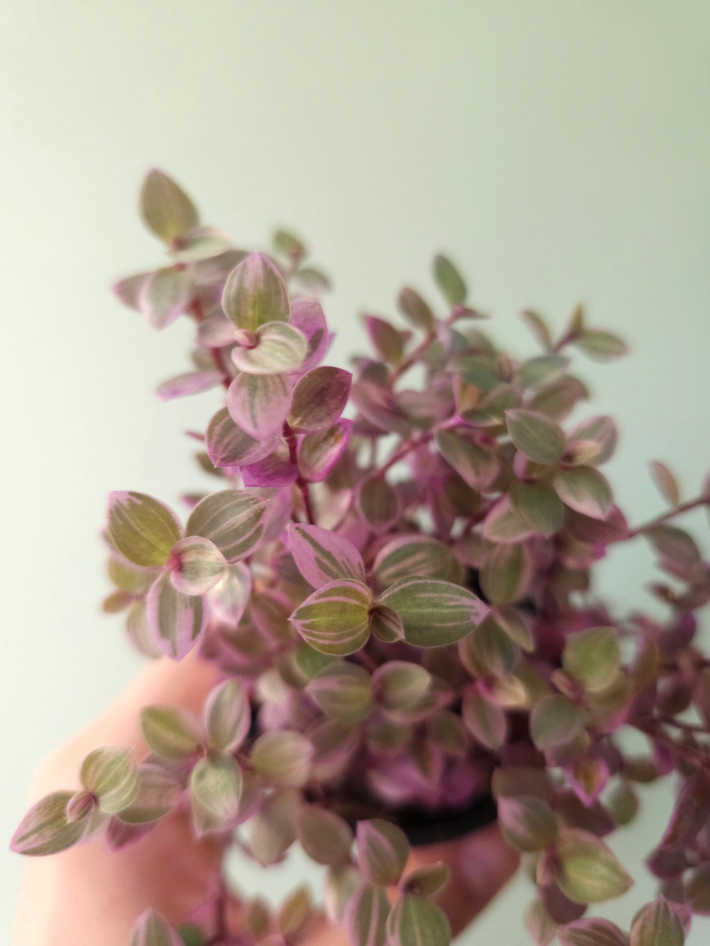 Callisia repens 'Rosato' "Pink Panther" 2.5"