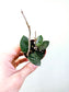 Hoya 'Chouke' 2"