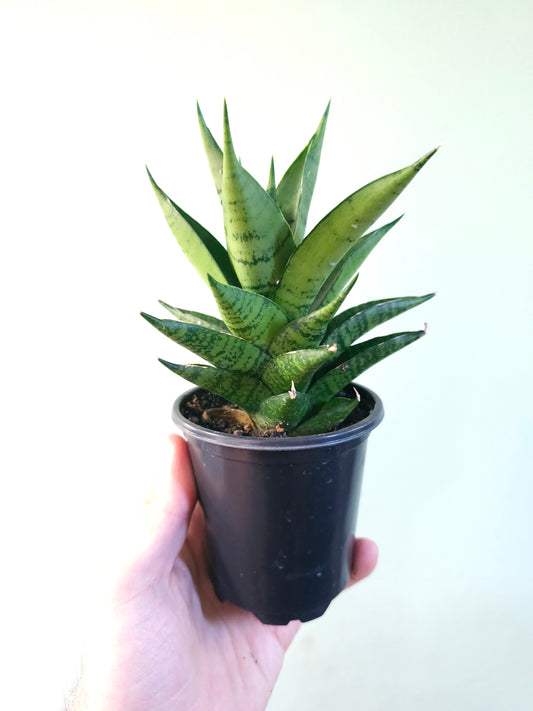 Sansevieria 'Table Mountain' 3.5"
