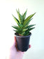 Sansevieria 'Table Mountain' 3.5"