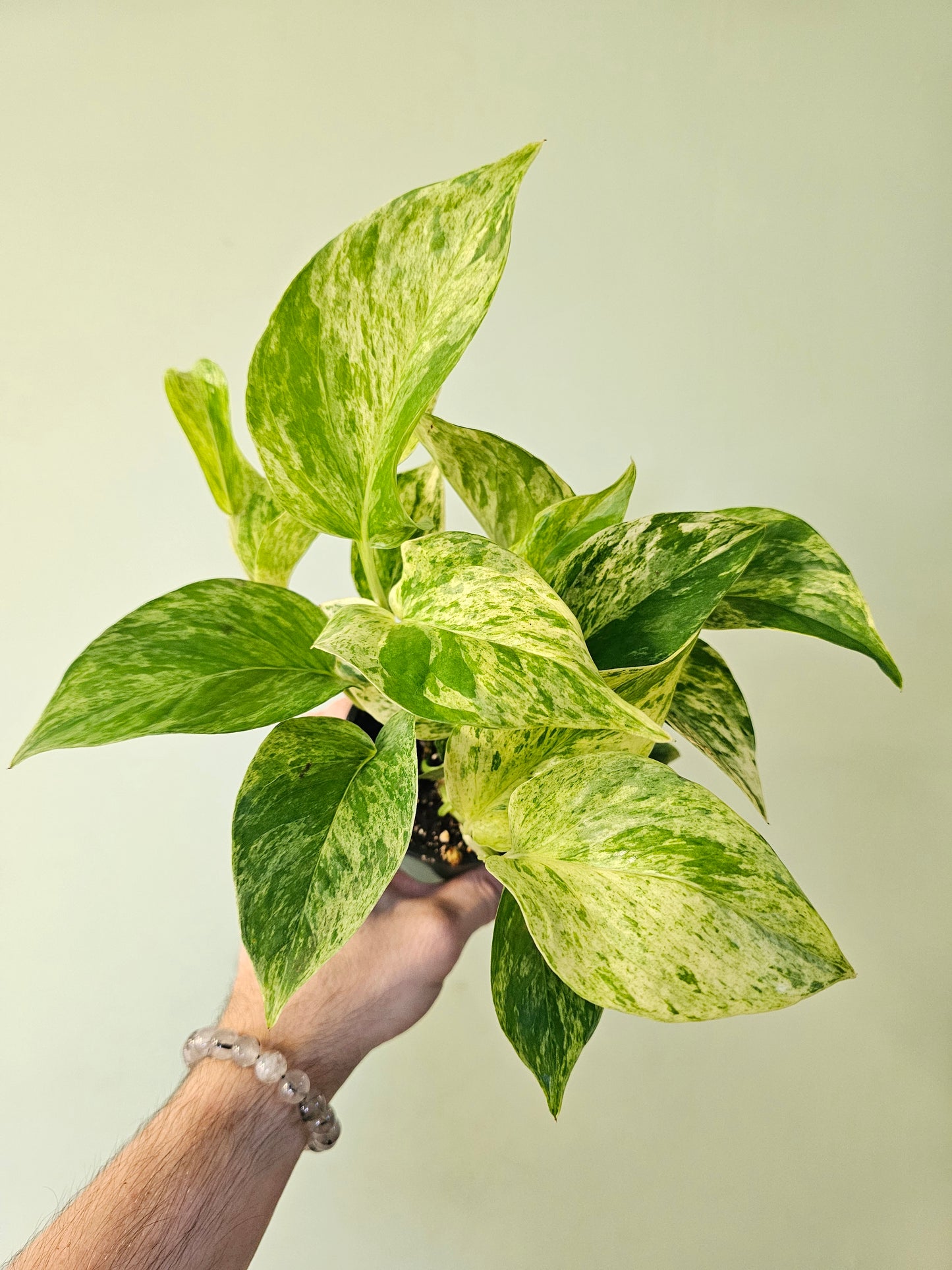 Epipremnum aureum 'Marble Queen' Pothos 3.5"