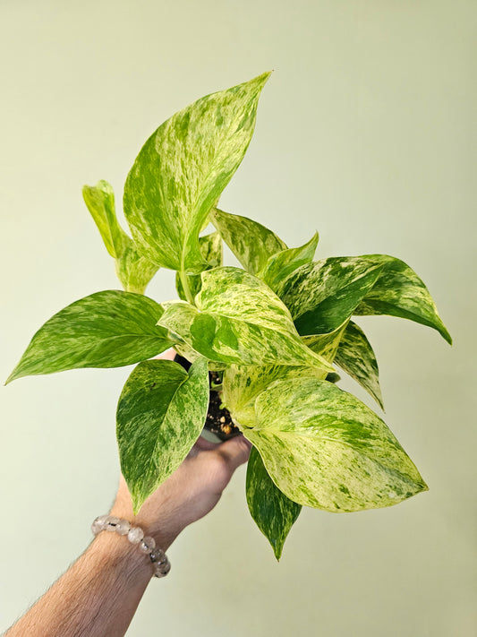 Epipremnum aureum 'Marble Queen' Pothos 3.5"
