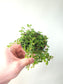 Pilea depressa 'Sao Paulo' 2.5"