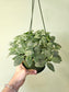 Fittonia albivenis 'White Angel' 6" HB