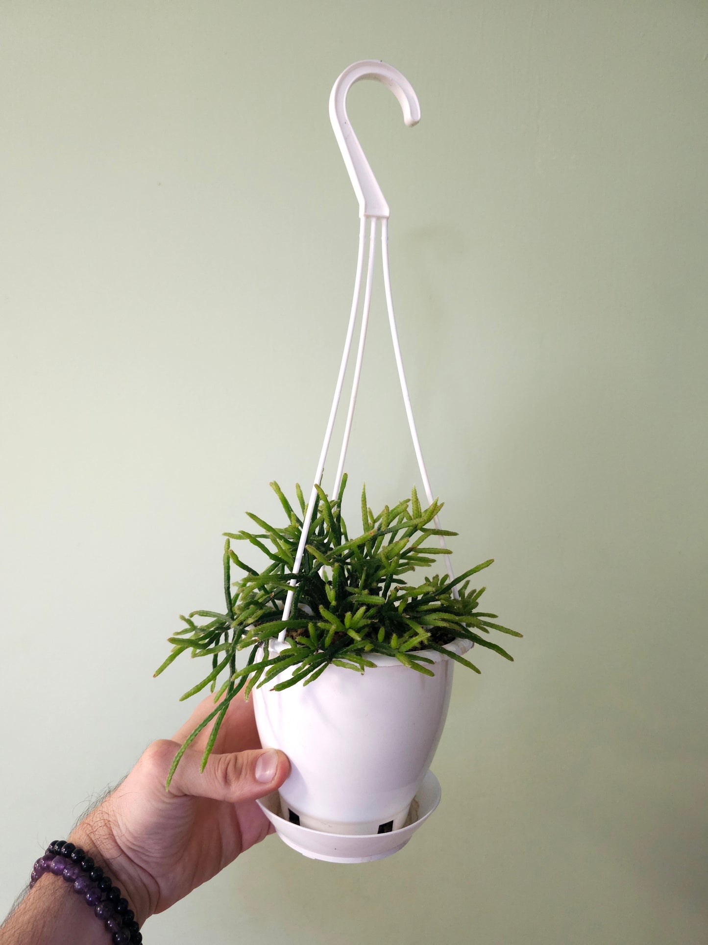 Rhipsalis ewaldiana 4.5" HB