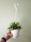 Rhipsalis ewaldiana 4.5" HB
