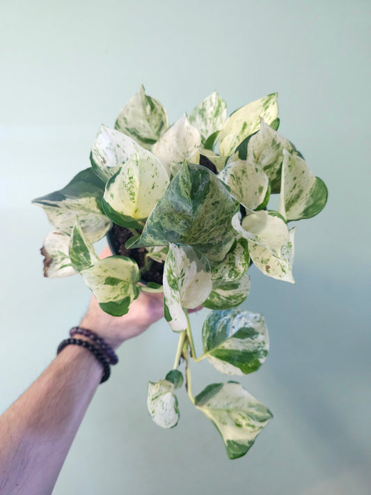 Epipremnum aureum 'Manjula' Pothos 6"