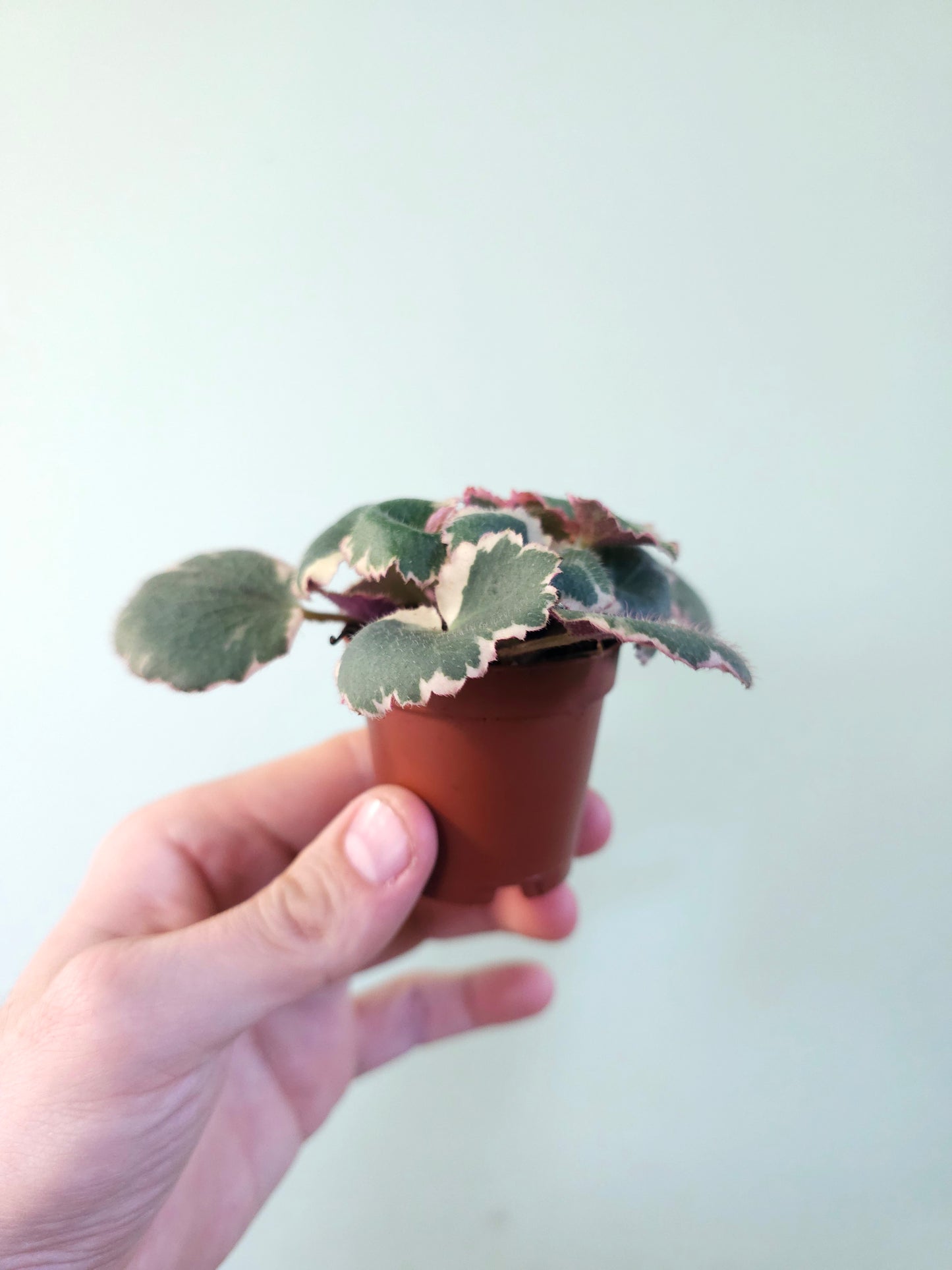 Saxifraga stolonifera Variegated "Tricolor Strawberry Begonia" 2"