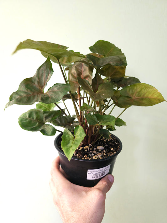 Syngonium 'Merry Maria' 6"