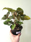 Syngonium 'Merry Maria' 6"