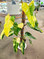SAAM Auction - XXL Variegated Philodendron Domesticum