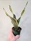 Sansevieria 'Futura Superba' 3.5"