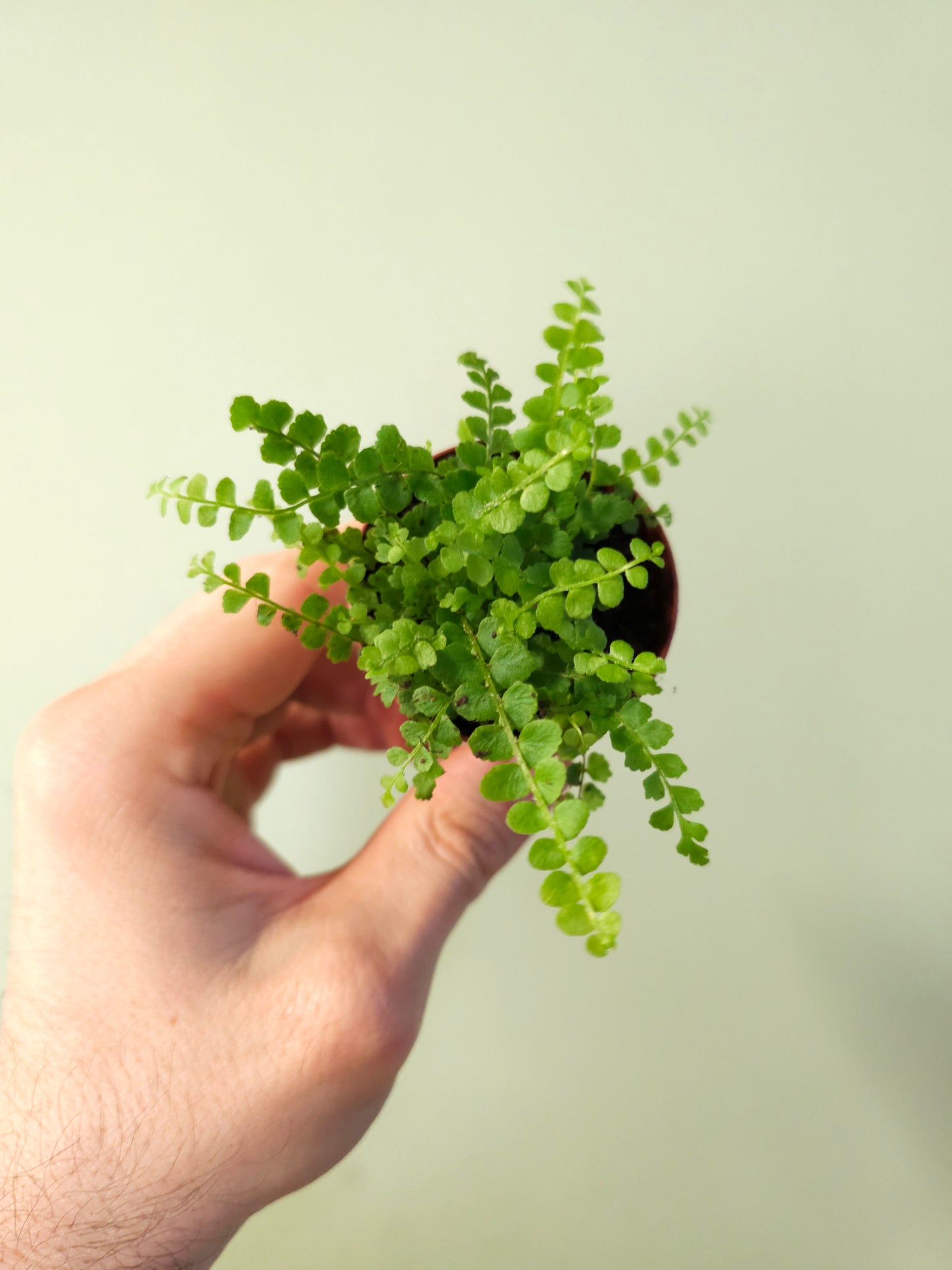 Nephrolepis cordifolia "Lemon Button Fern" 2"