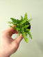 Nephrolepis cordifolia "Lemon Button Fern" 2"